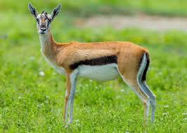 Bushbuck
