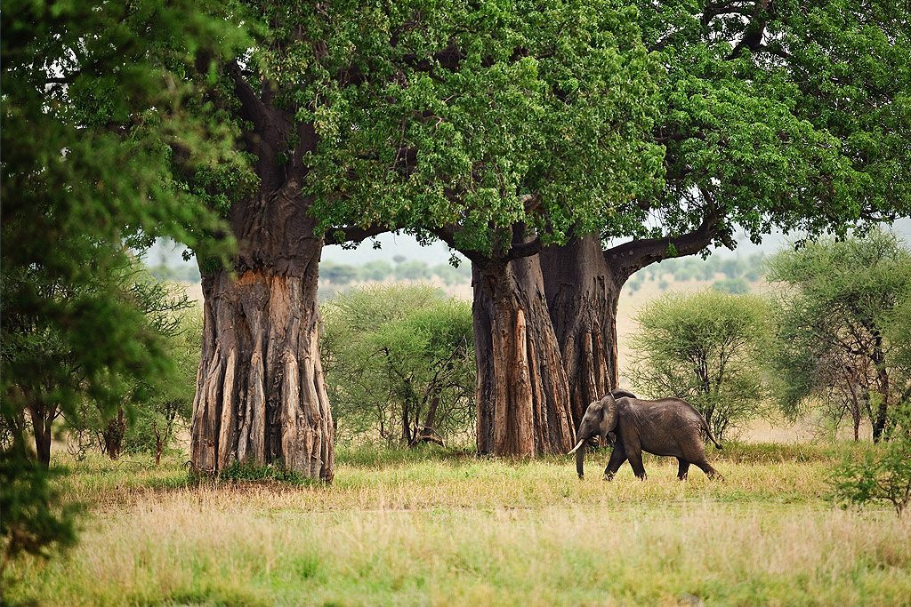 Tarangire landscape with baobab trees