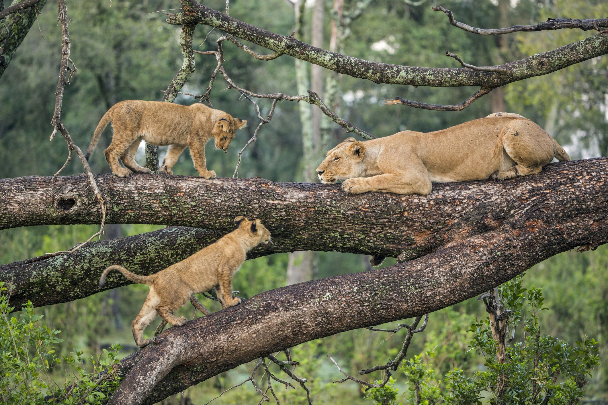 Tree-climbing lions