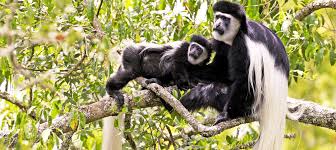 Colobus Monkey