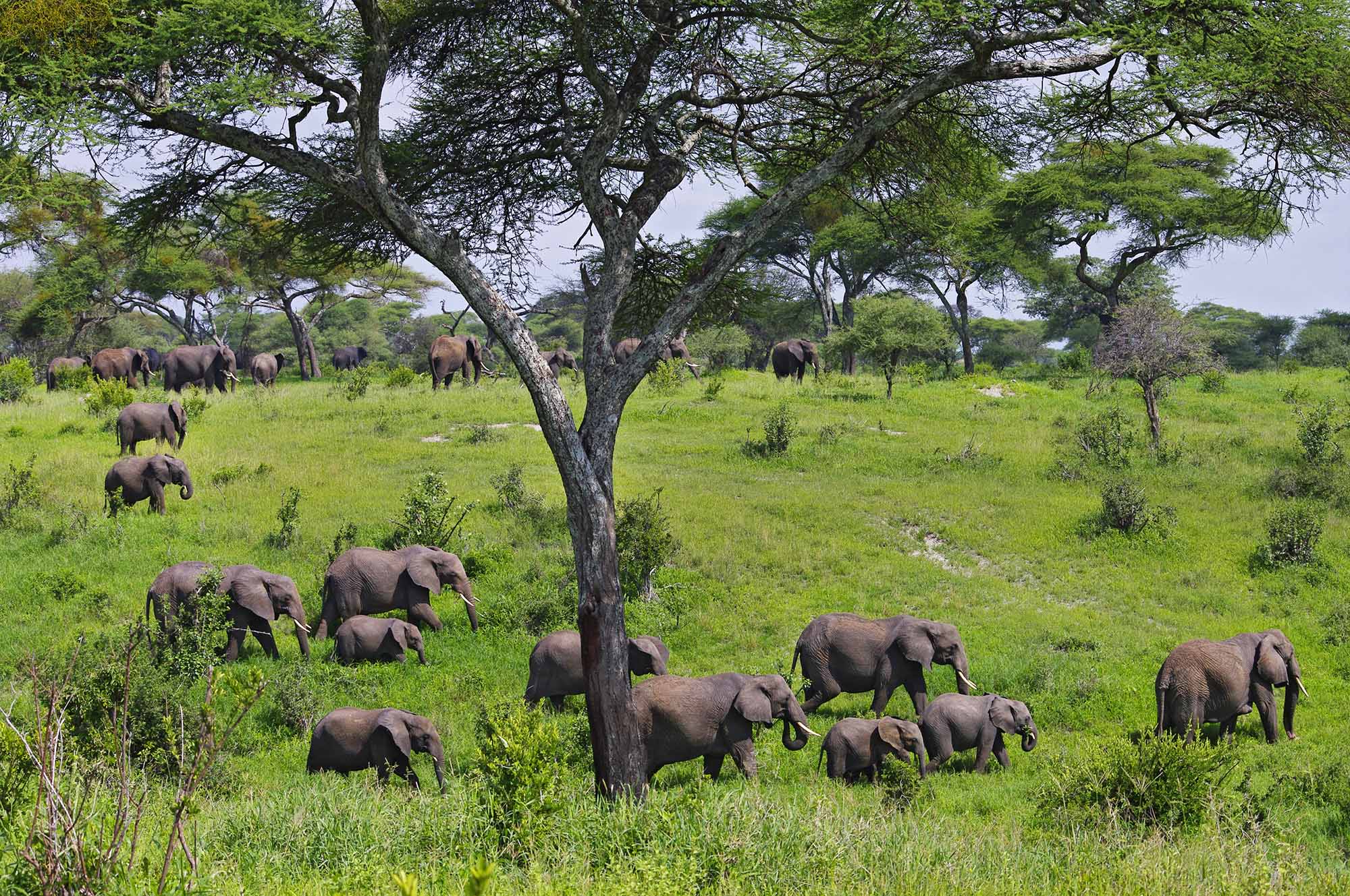 Elephant herds
