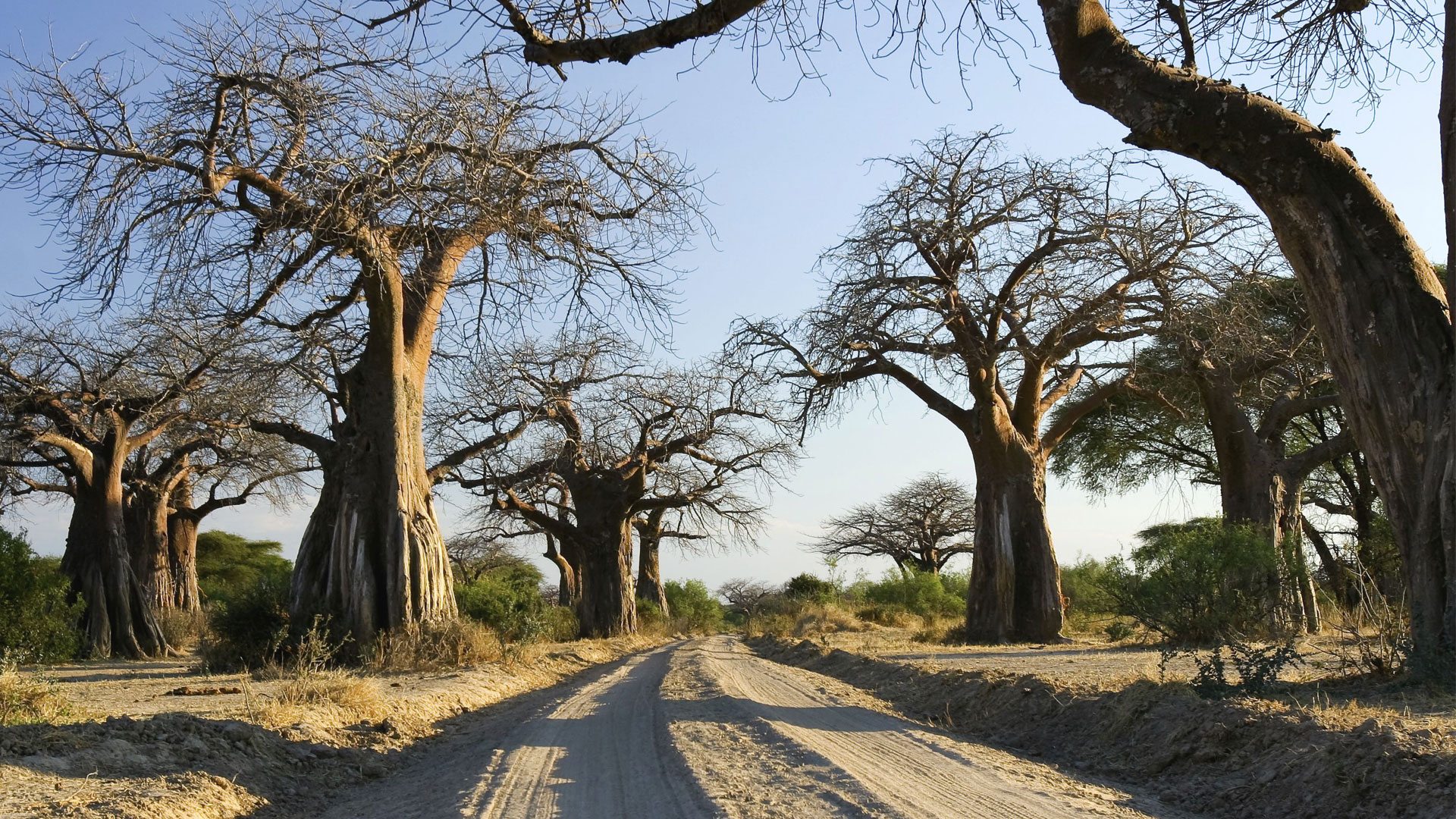 Baobab landscape