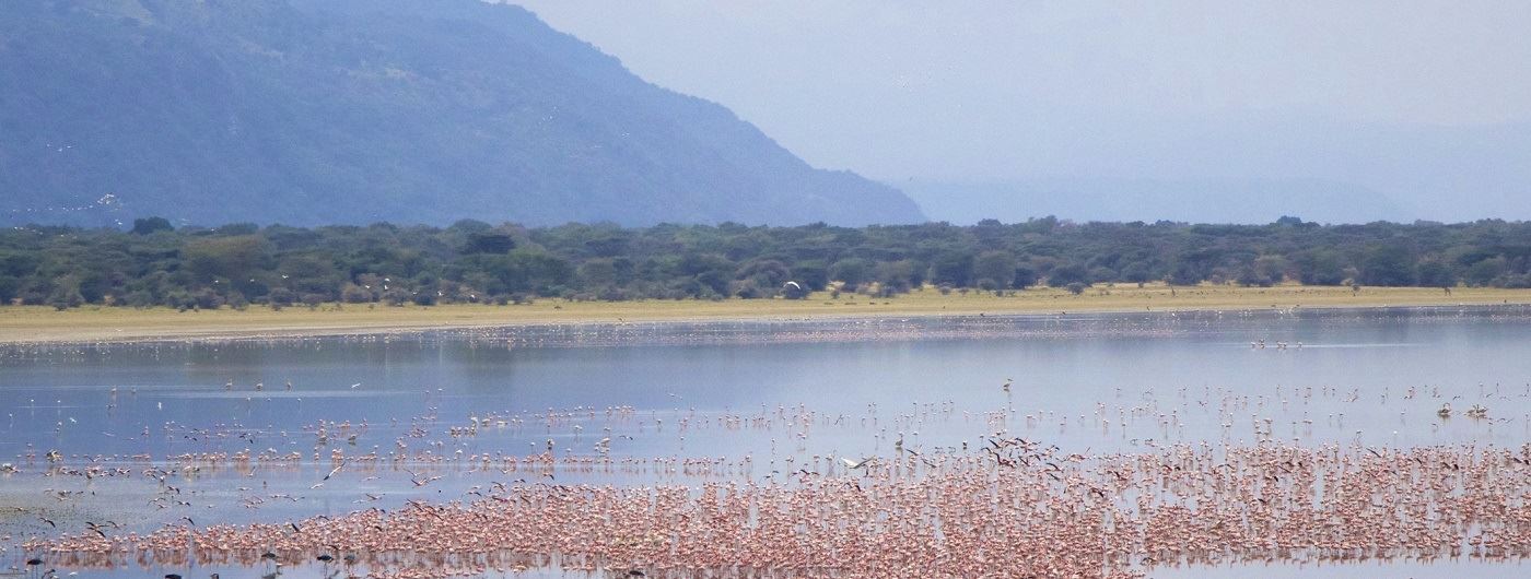 Flamingos at Lake Manyara