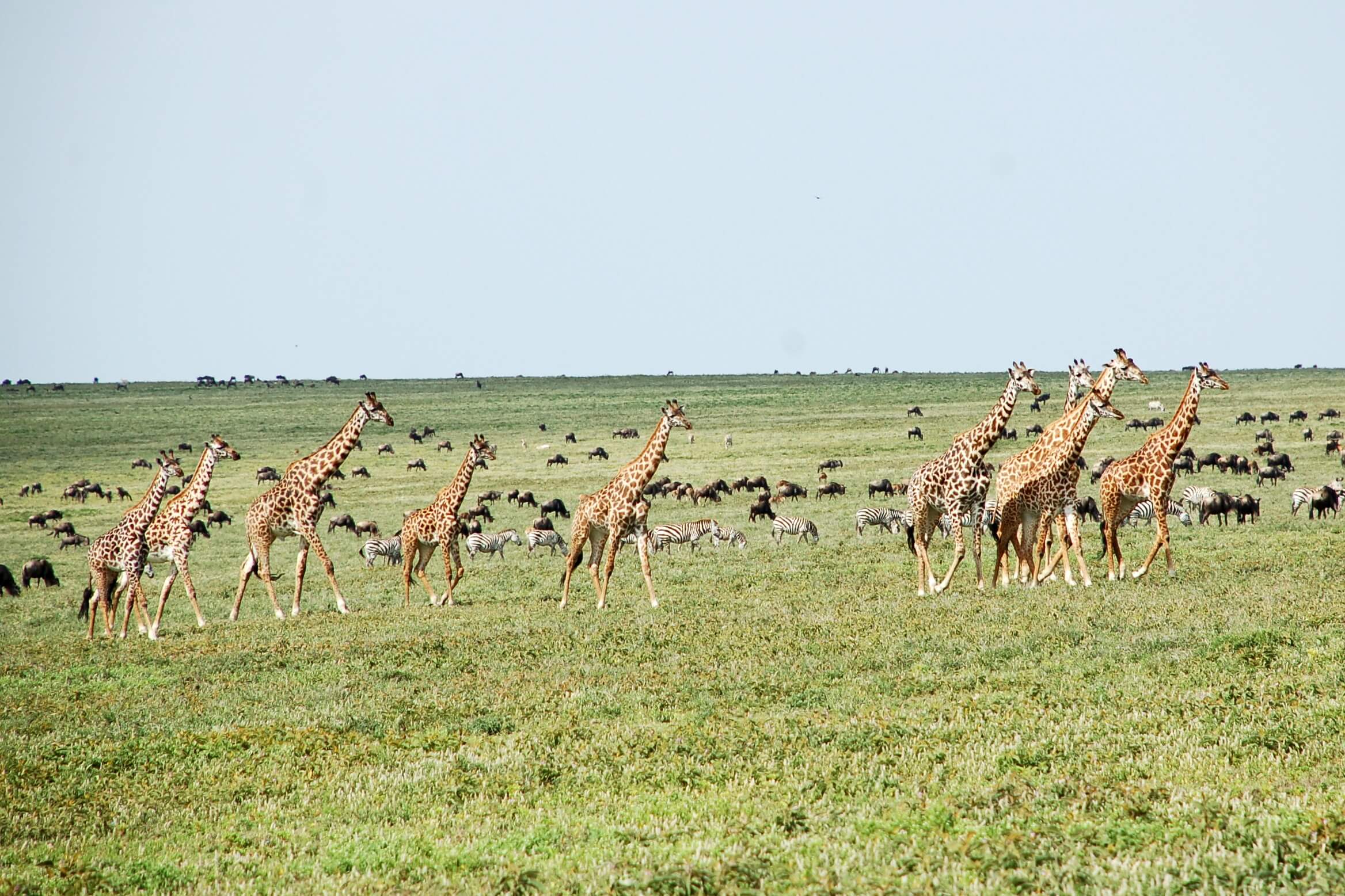 Serengeti endless plains