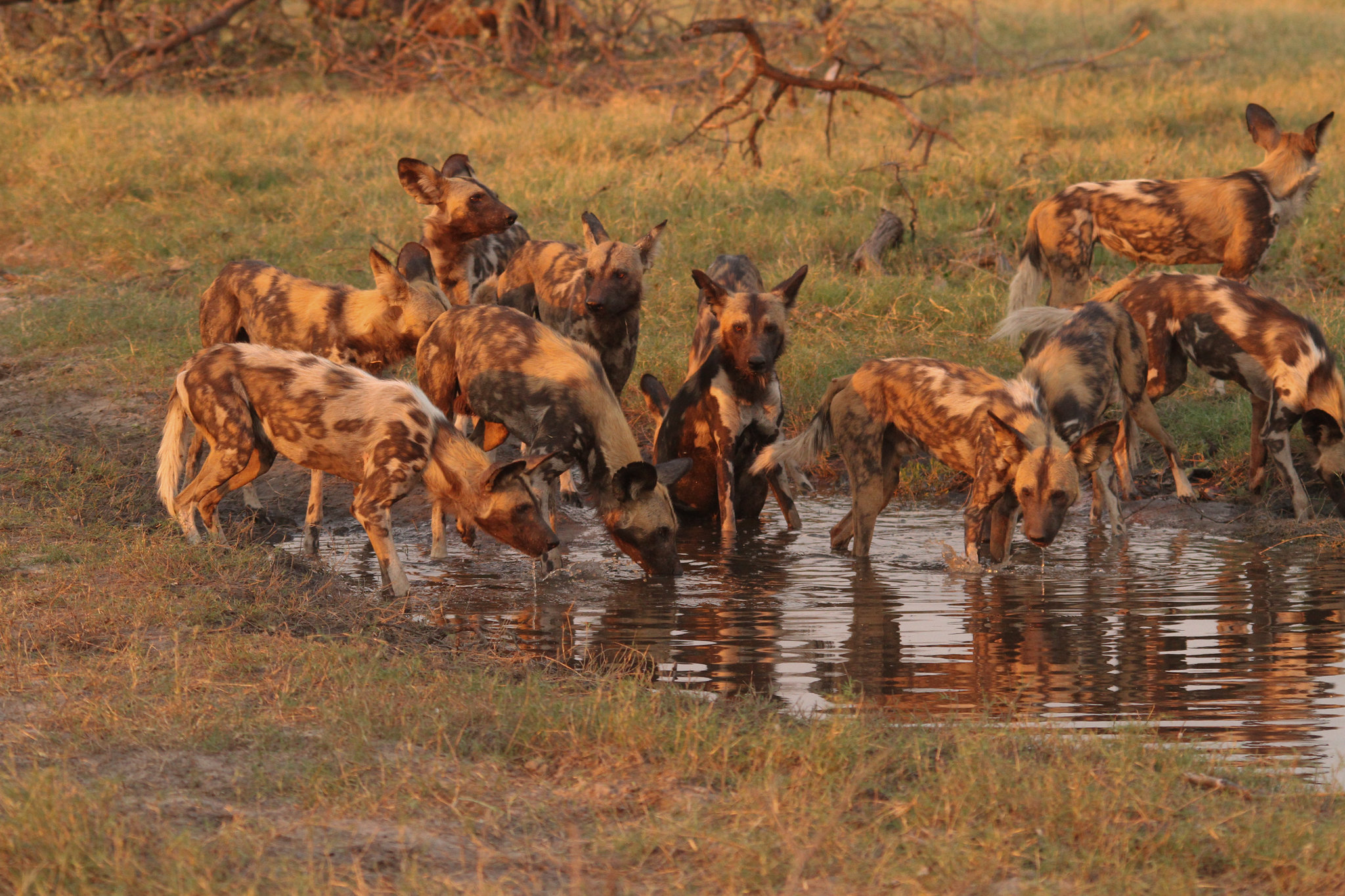 African Wild Dog