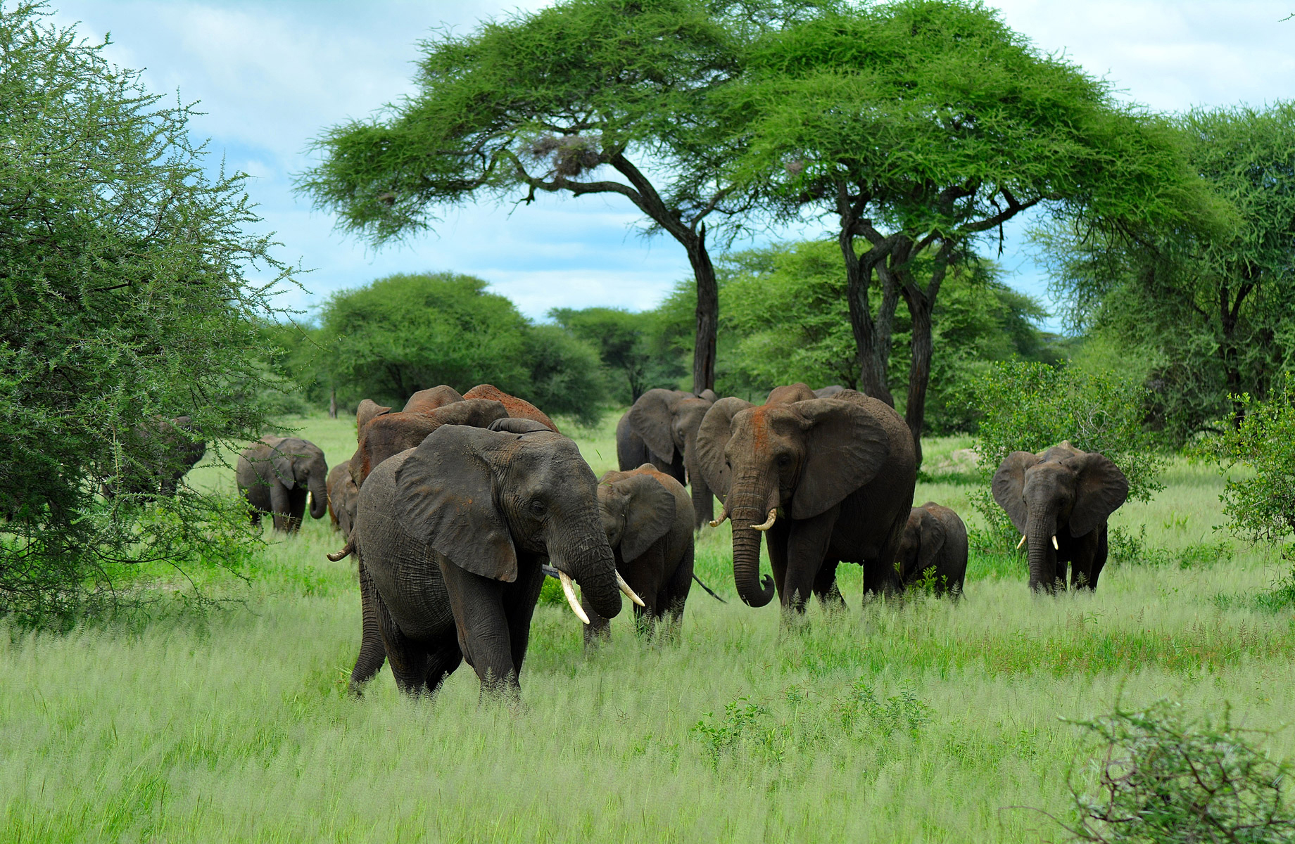 Elephant Herds