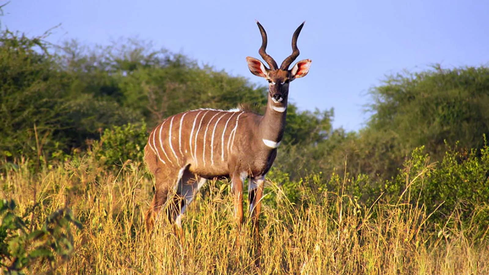 Greater Kudu